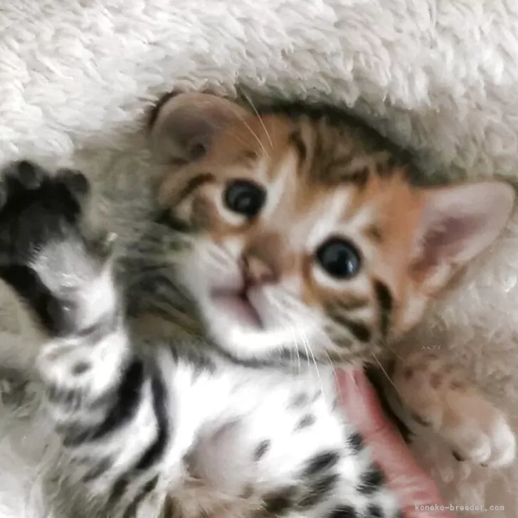 みぃ 様のお迎えした子猫