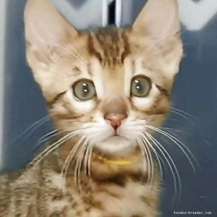 T.M 様のお迎えした子猫