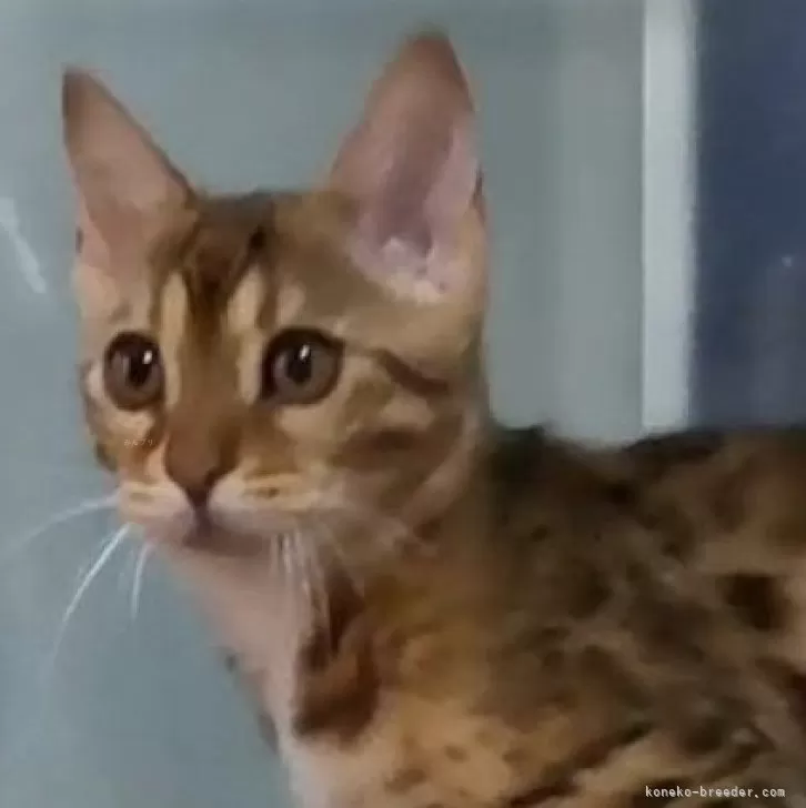 ID:2412-00520の子猫
