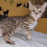 ベンガル