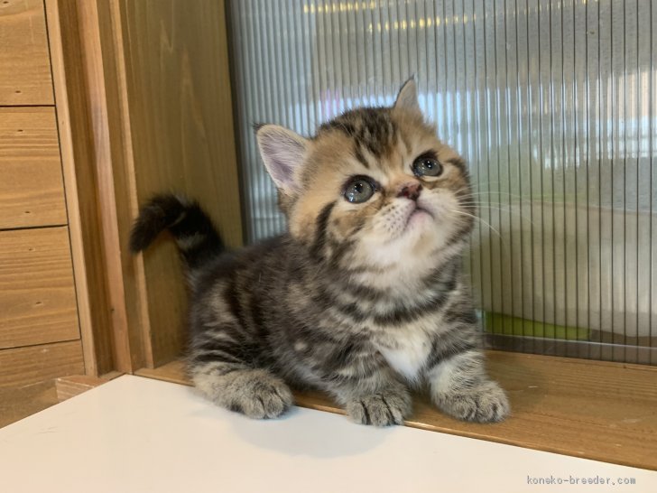 つむぎちゃん 渚玲子ブリーダー みんなの子猫ブリーダー