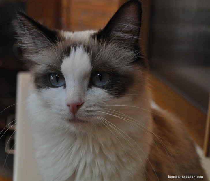 当猫舎のラグドールたち 渚玲子ブリーダー みんなの子猫ブリーダー