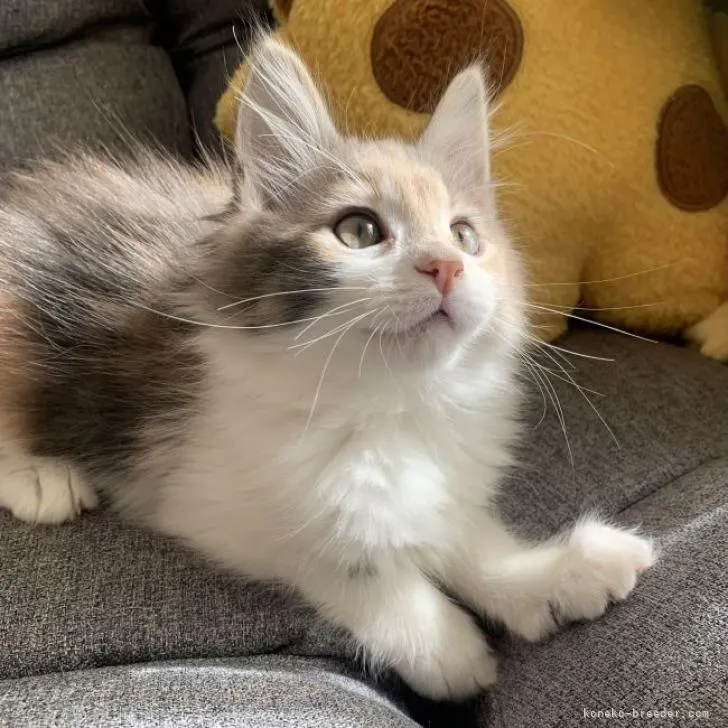 ID:2302-01505の子猫