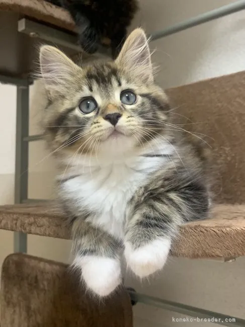 ID:2110-01776の子猫