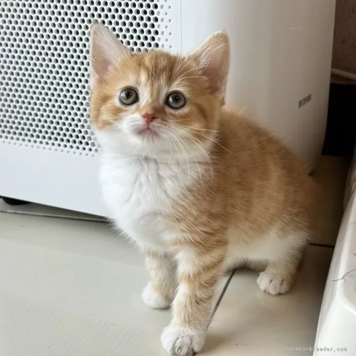 ID:2405-02750の子猫
