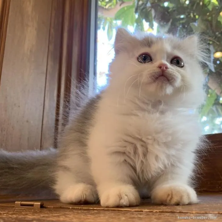 ID:2210-01332の子猫