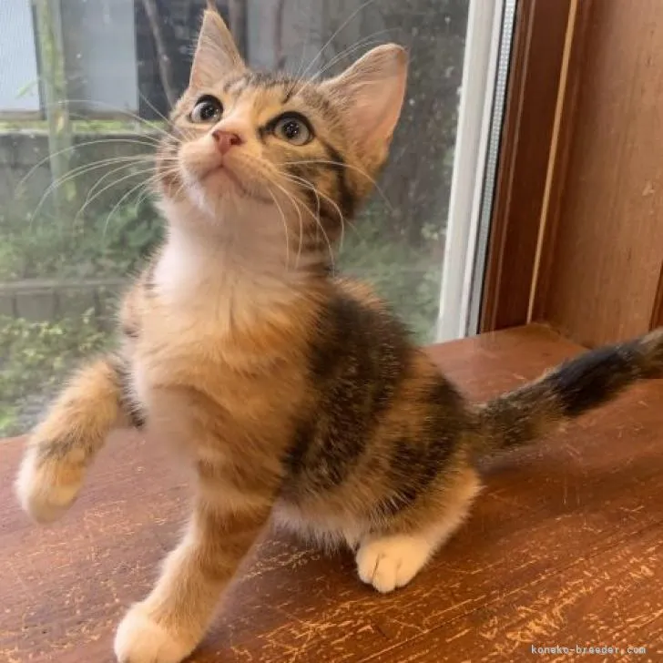 ID：2208-02566の子猫