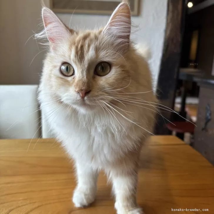 ID:2410-01309の子猫
