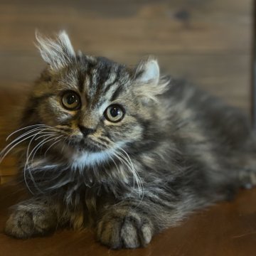 キンカロー【栃木県・男の子・2024年10月10日・ブラウンタビー（ふわふわ）】の写真「甘えん坊🩷」