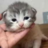 メインクーン
