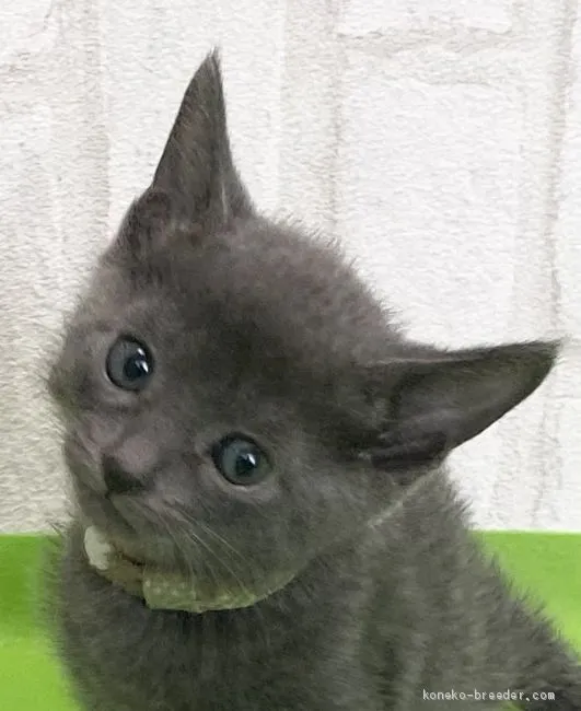 ID：2103-01058の子猫