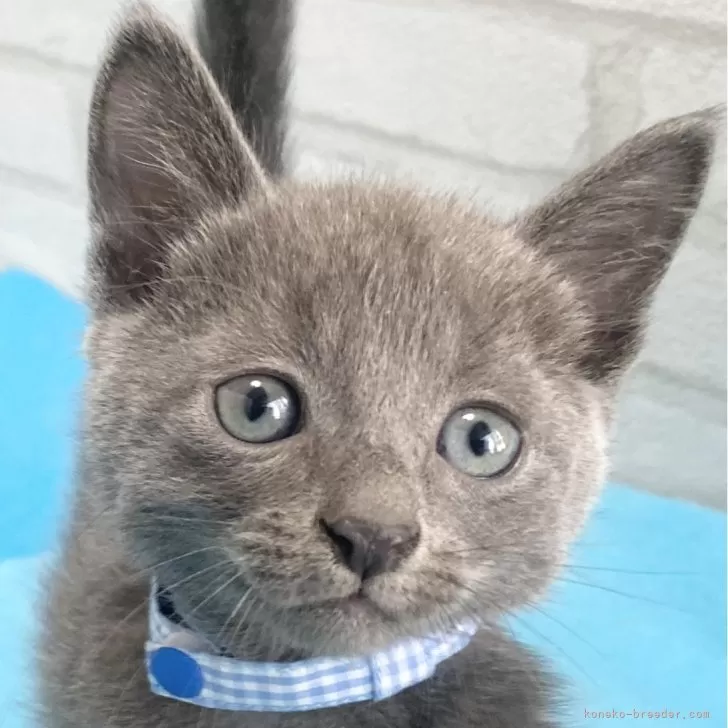 ID:2402-01016の子猫