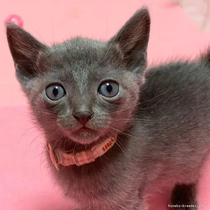 ID:2211-01857の子猫