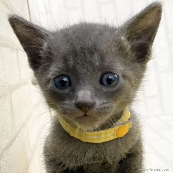 るー 様のお迎えした子猫