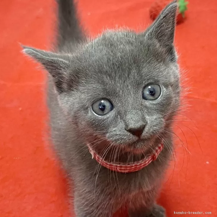 ID:2408-00397の子猫