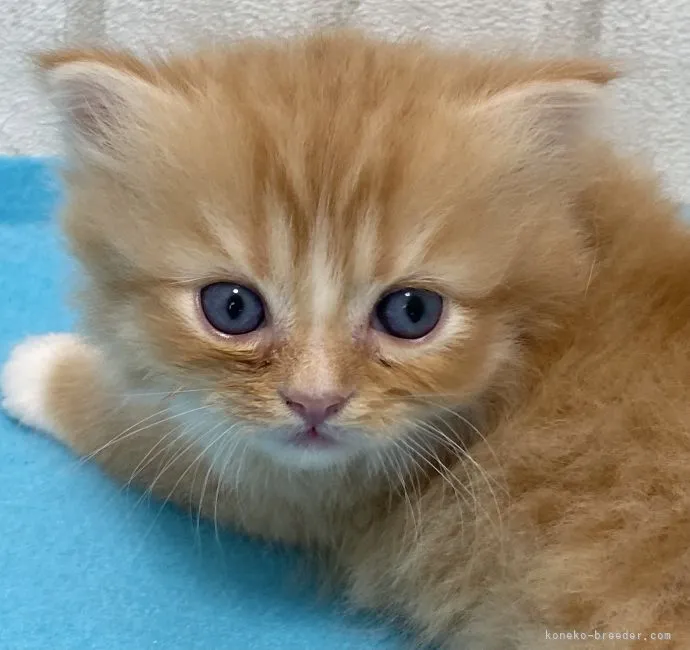 ID:2109-02731の子猫