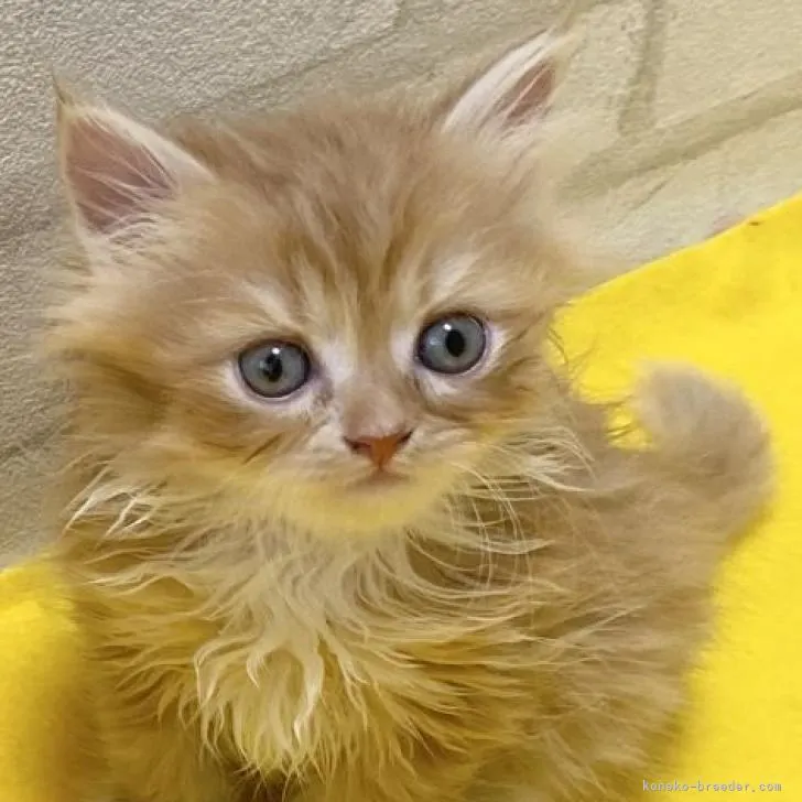 ID：2302-00457の子猫