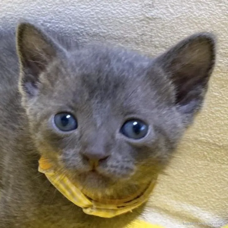 ID:2309-01253の子猫
