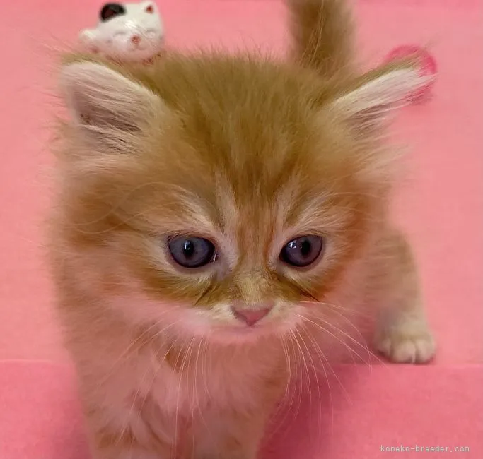 ID:2109-02729の子猫