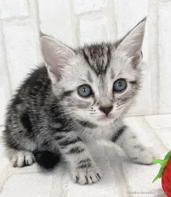 ID：2006-01087の子猫