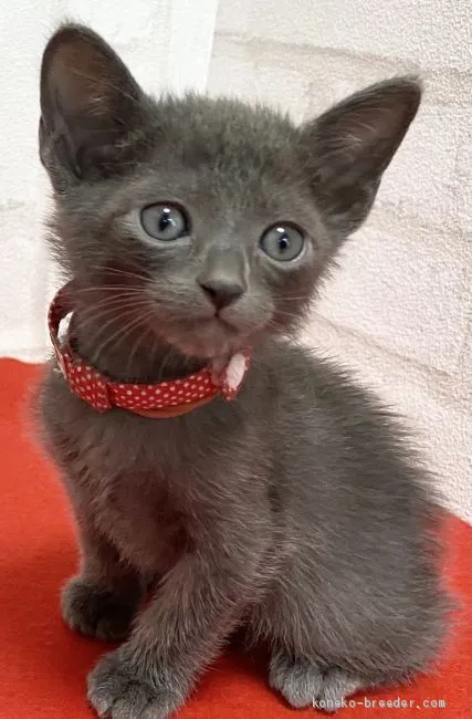 ID:2103-00291の子猫