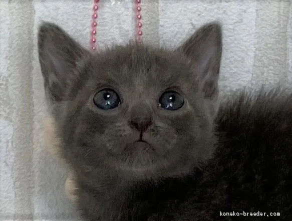 やすまりん 様のお迎えした子猫