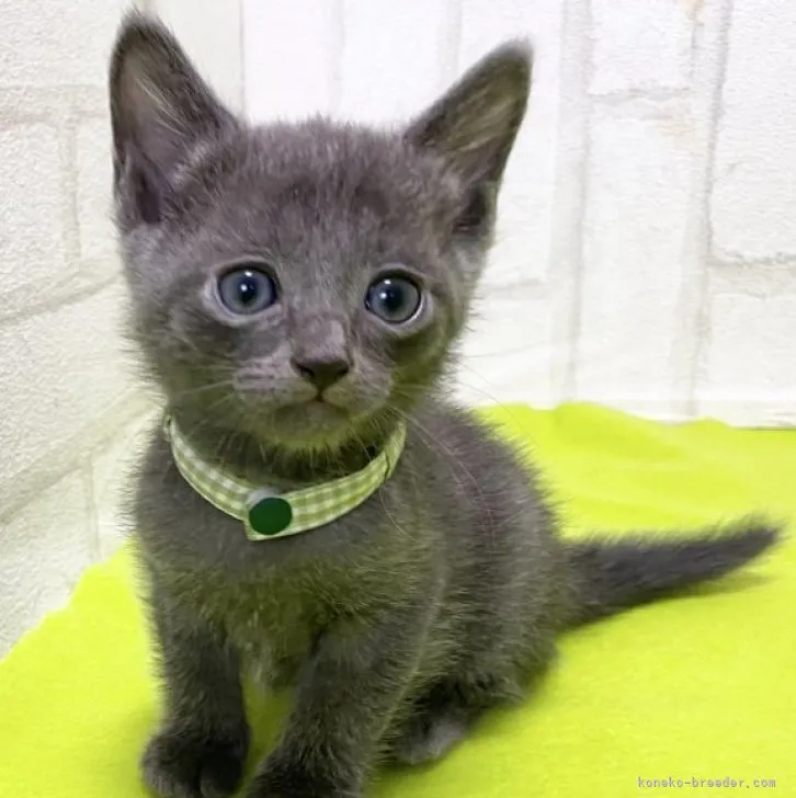 ID:2308-01113の子猫