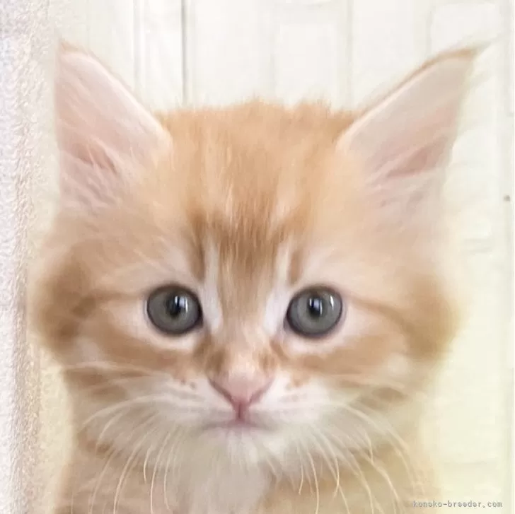 ID:2405-01869の子猫