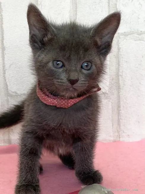 ID:2011-00724の子猫