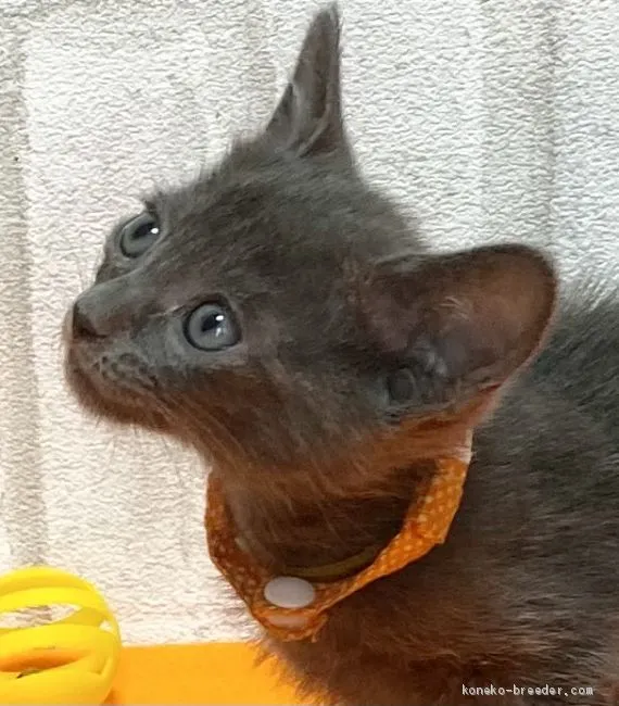 ID：2103-00292の子猫