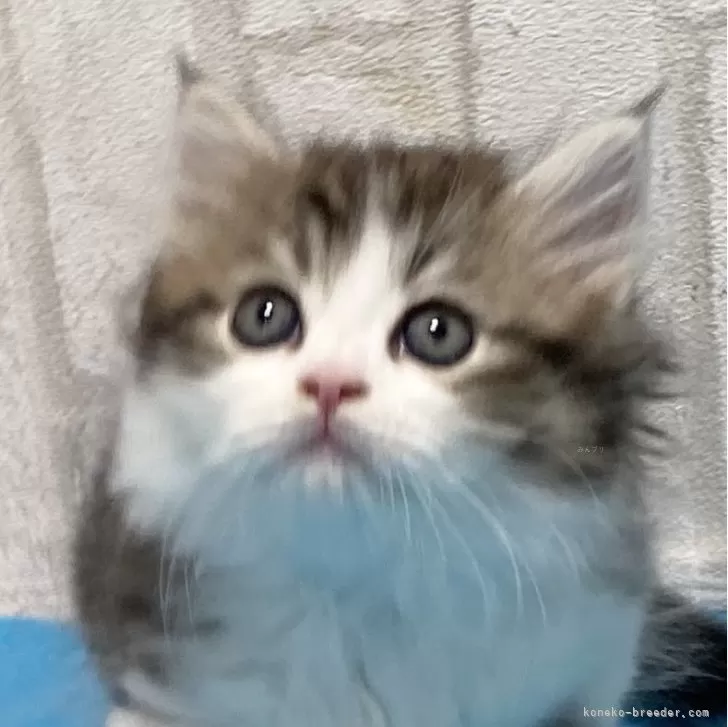 ID:2405-01854の子猫