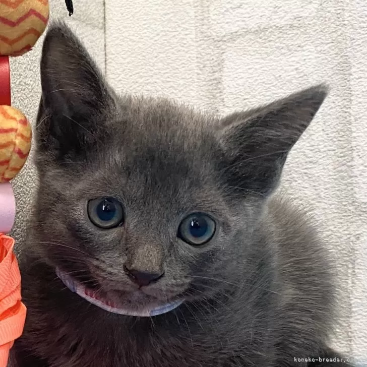 ID:2410-01438の子猫