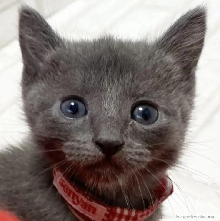 ID:2302-01221の子猫