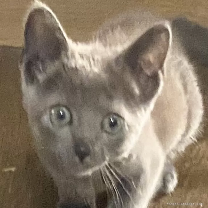 ID:2408-01441の子猫