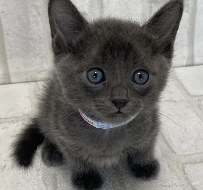 ID:2108-00627の子猫