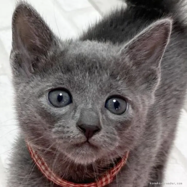 ID:2212-00594の子猫