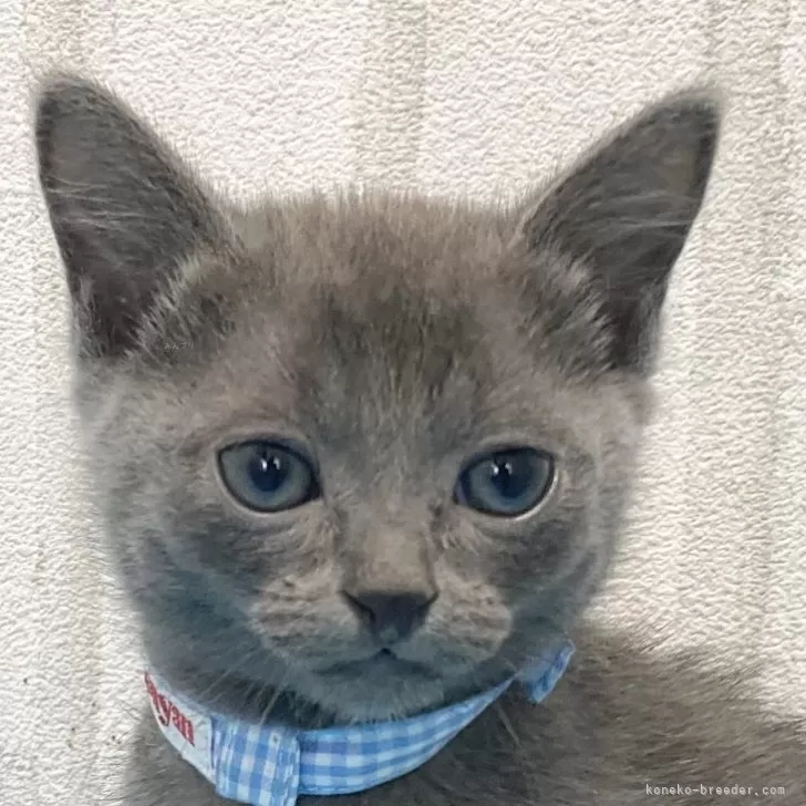 ID:2401-02054の子猫