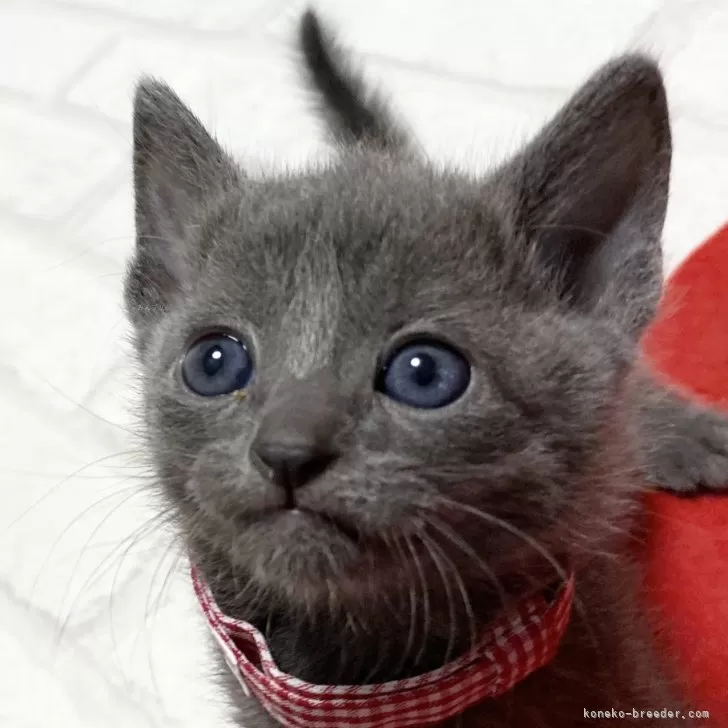 ID:2403-02308の子猫