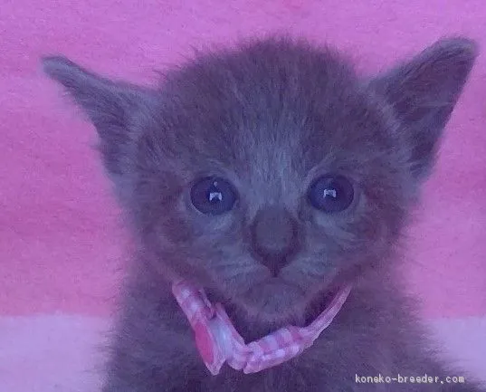 ID:2006-01060の子猫