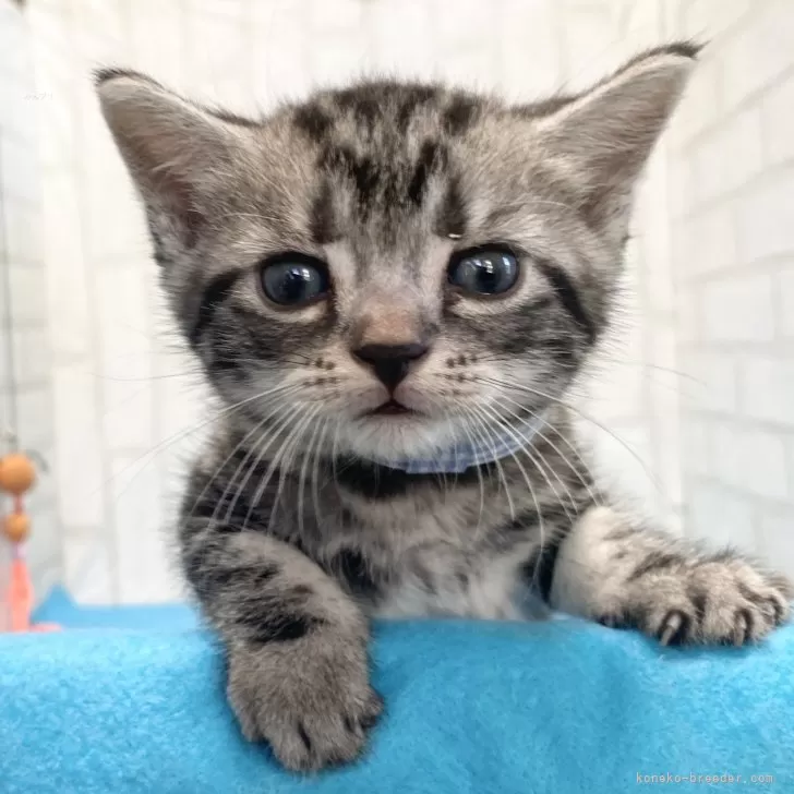ID：2410-01436の子猫