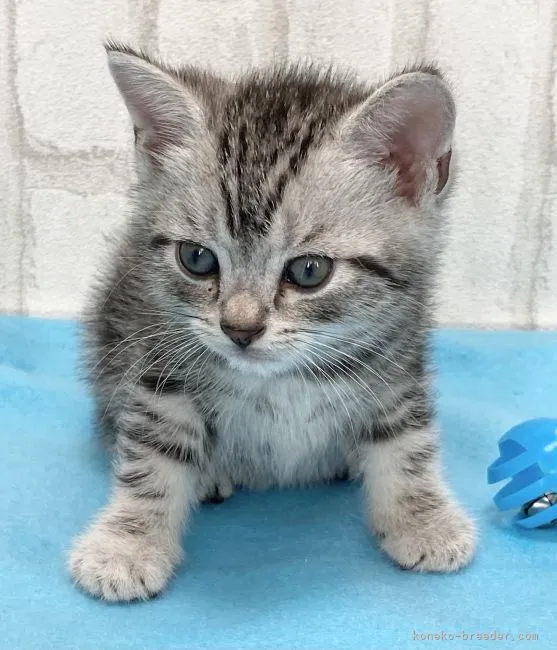 ID:2103-01677の子猫