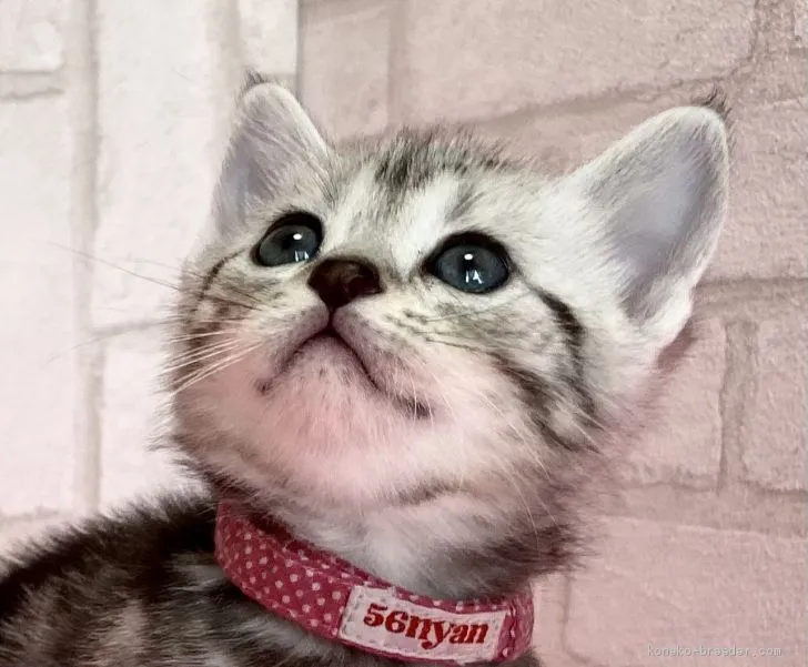 ID:2102-01578の子猫