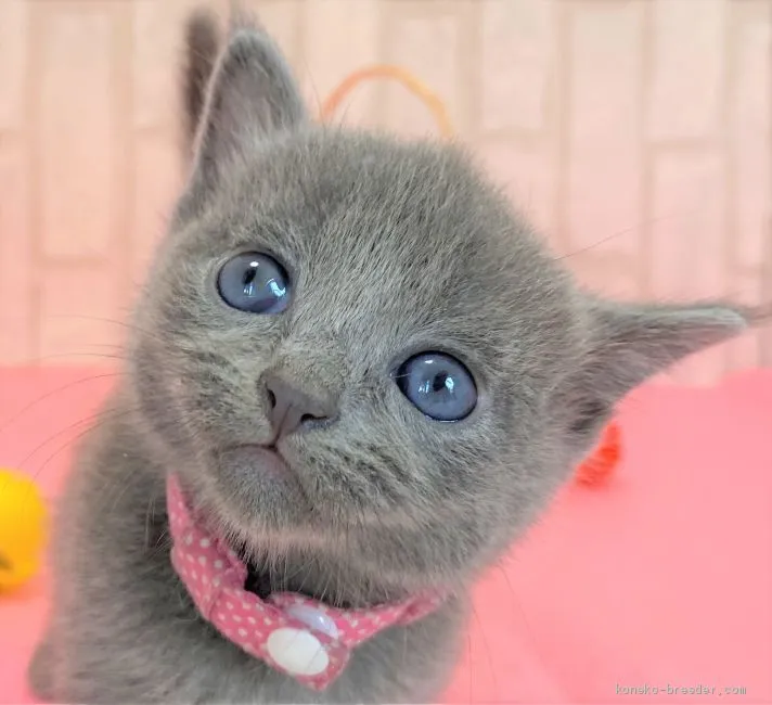 ID:2008-01229の子猫