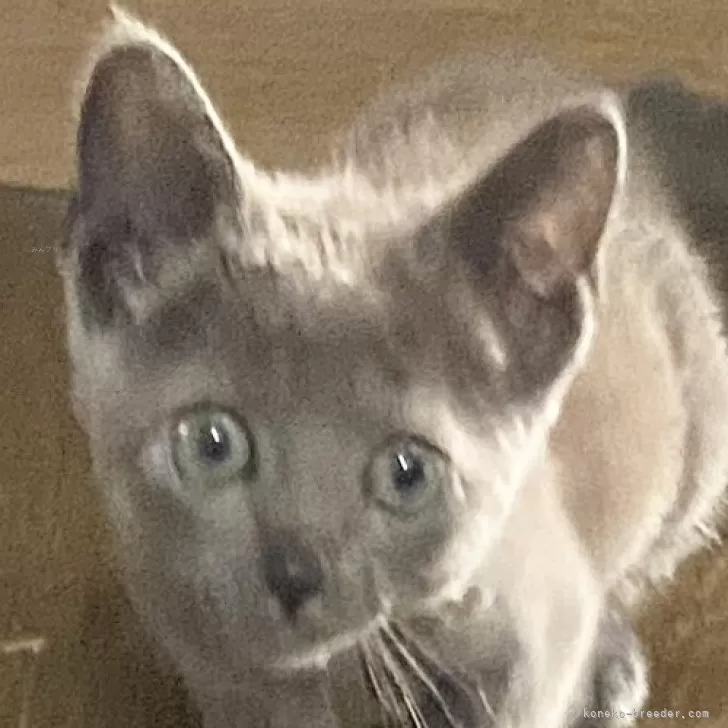 ID:2408-01442の子猫
