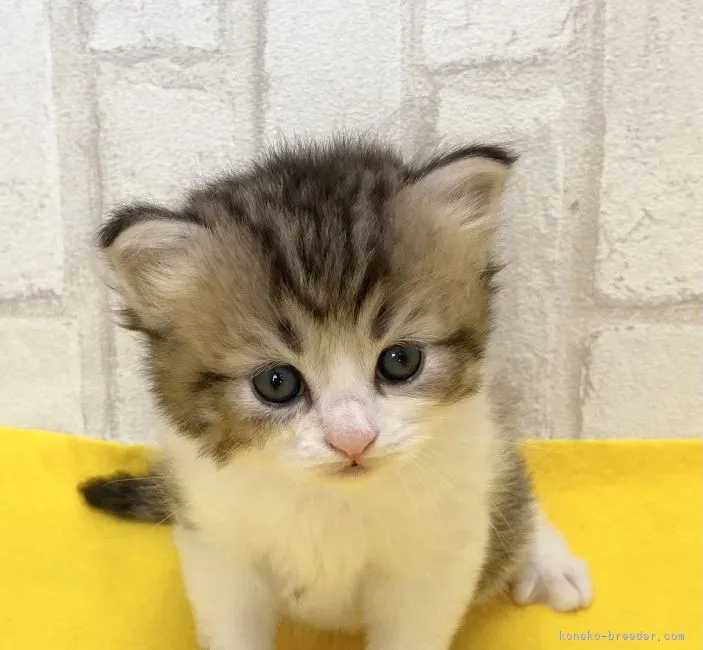 ID:2106-02469の子猫