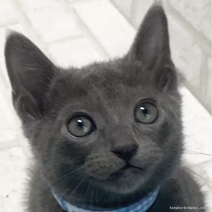 ID:2402-01017の子猫