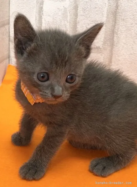 ID:2104-00623の子猫