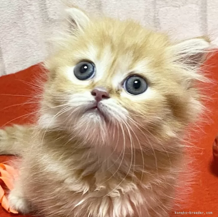 ID:2407-02736の子猫