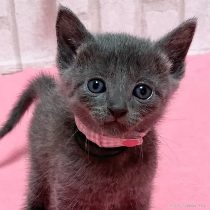 ID:2309-01259の子猫