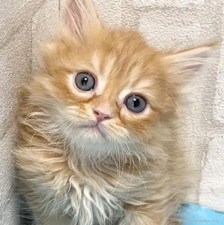 ID：2302-00463の子猫